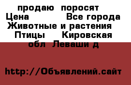 продаю  поросят  › Цена ­ 1 000 - Все города Животные и растения » Птицы   . Кировская обл.,Леваши д.